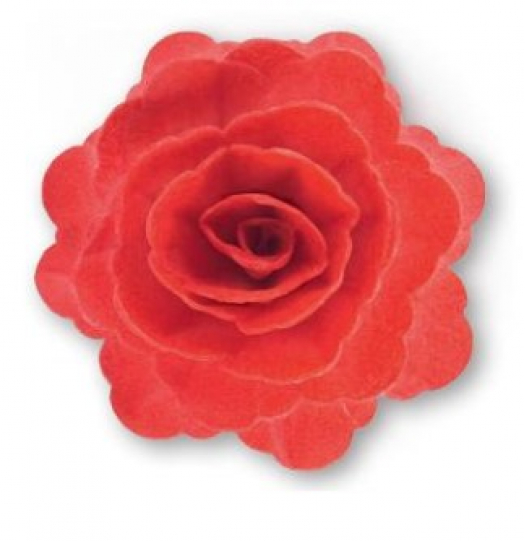 Floreal Rosa Grande Rossa - 15 Pz
