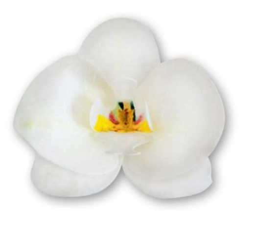 Floreal Orchidea Bianca - 10pz